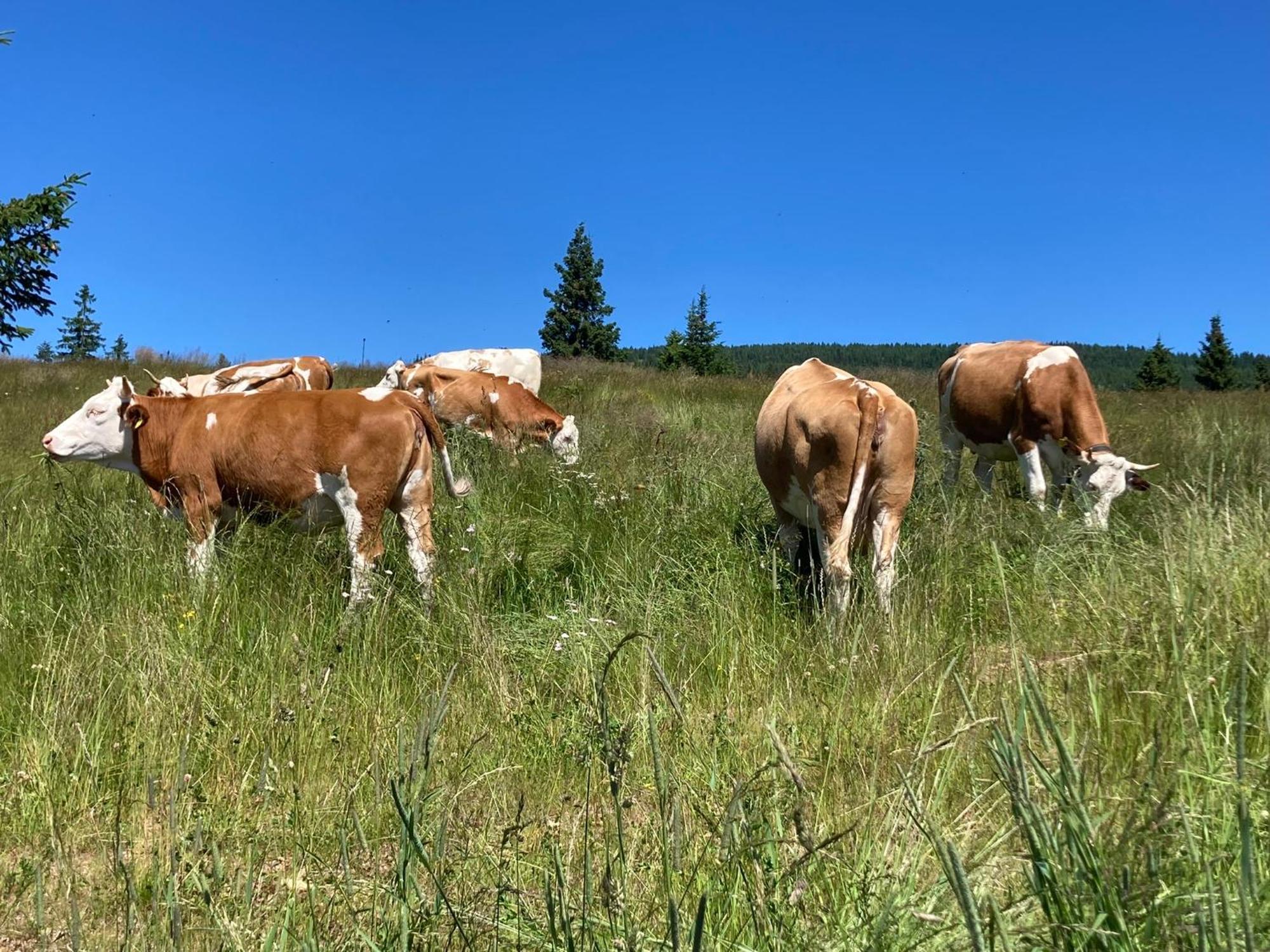 Feriendorf Koralpe Alpenrose Frantschach Dış mekan fotoğraf
